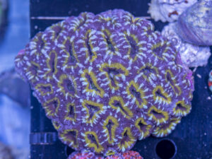 Acan - Lord Howe