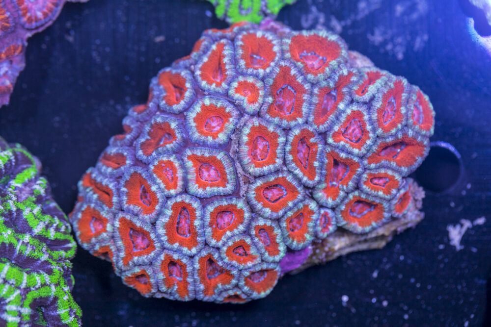 Acan - Lord Howe