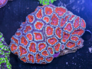 Acan - Lord Howe