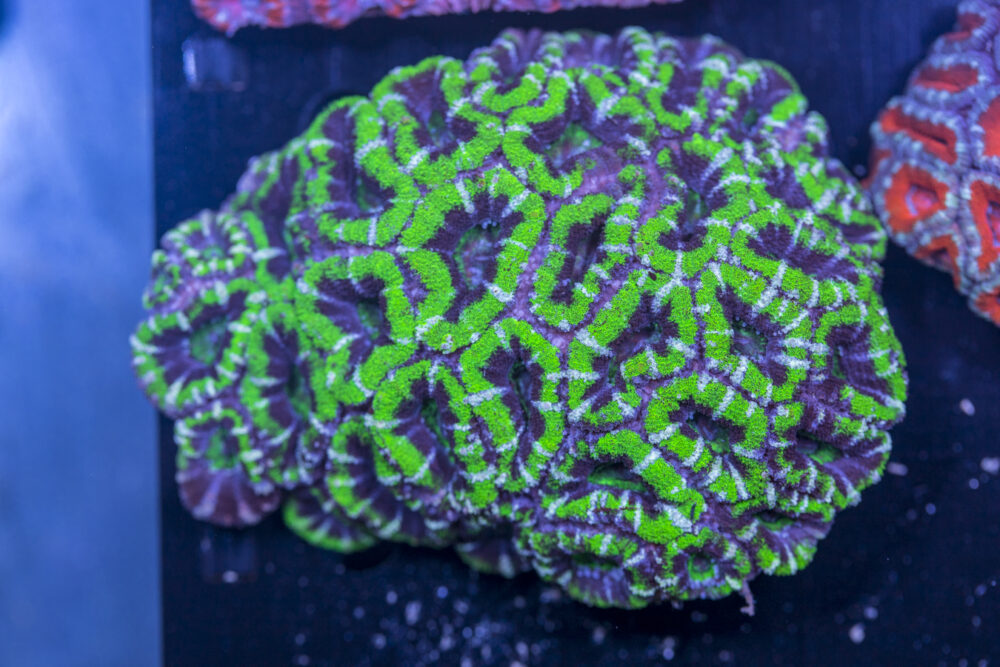 Acan - Lord Howe