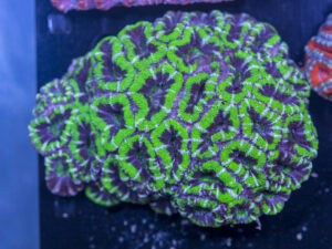 Acan - Lord Howe