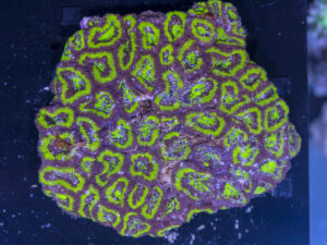 Acan - Lord Howe