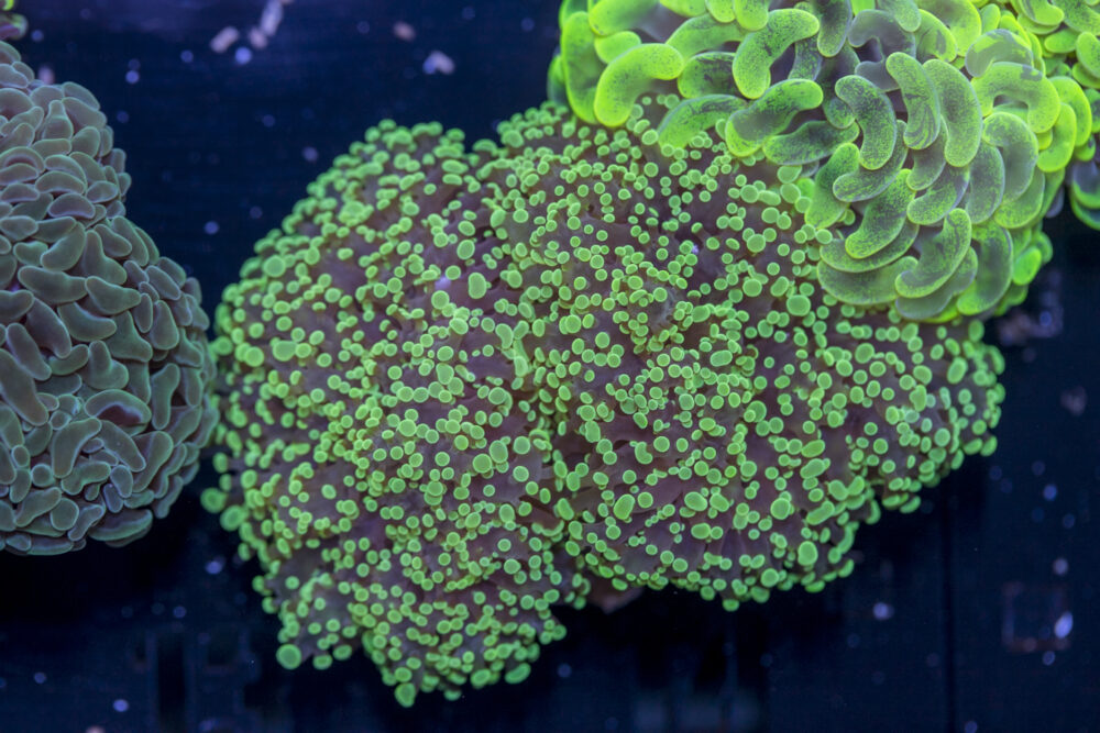 Frogspawn