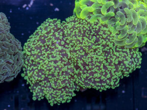 Frogspawn