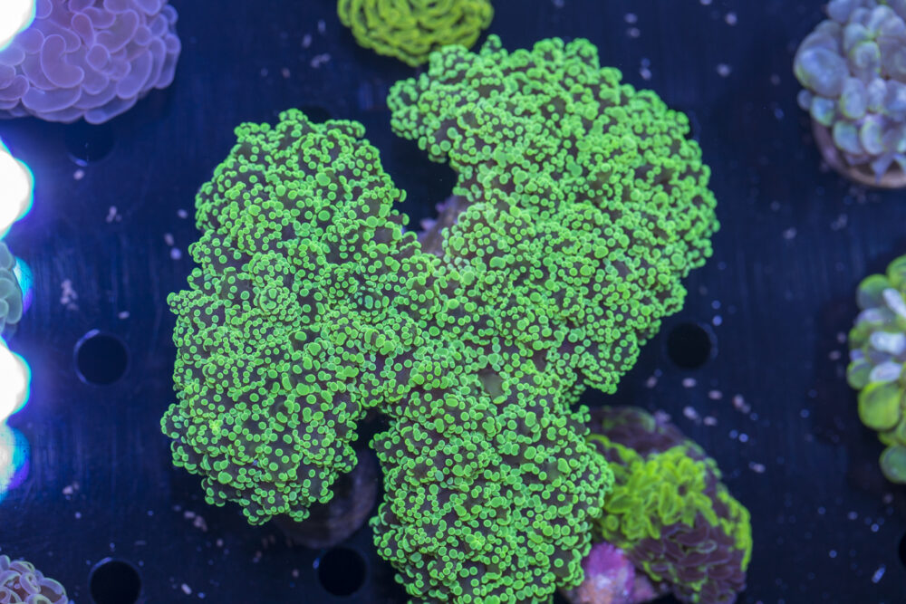 Frogspawn