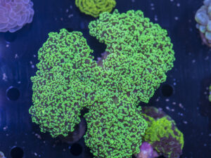 Frogspawn