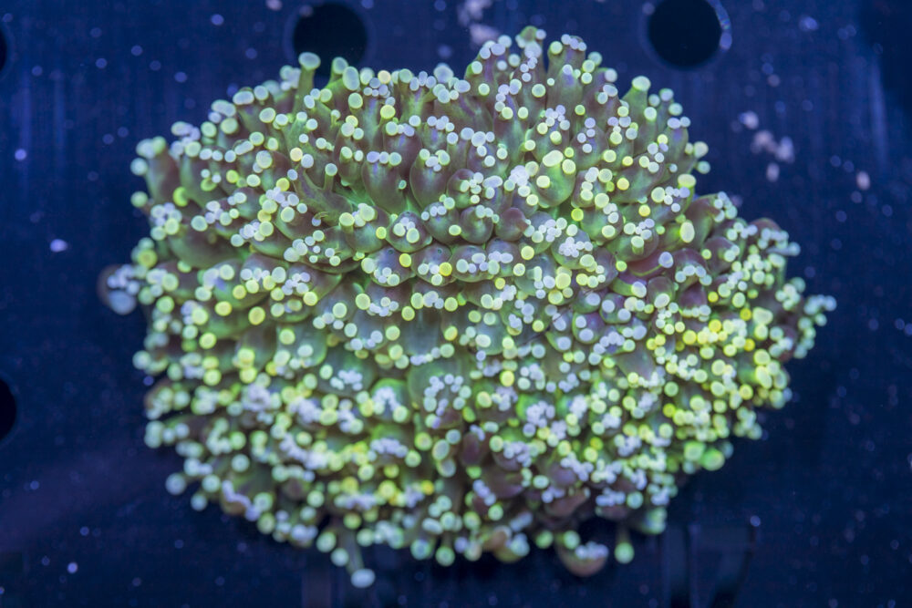 Frogspawn - Holy Grail