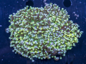 Frogspawn - Holy Grail