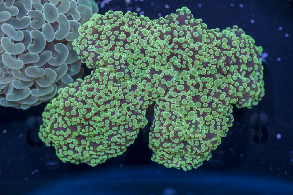 Frogspawn