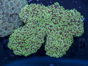 Frogspawn