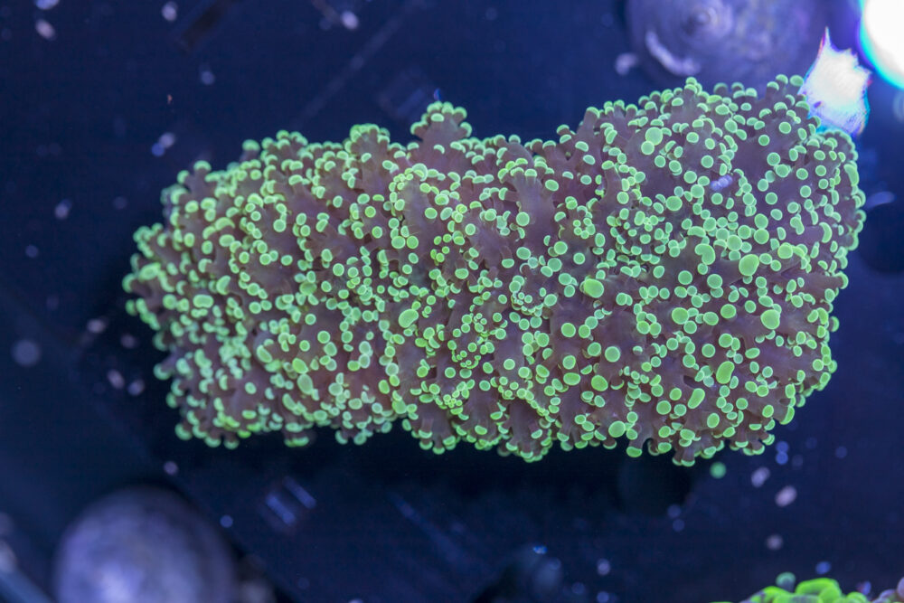 Frogspawn