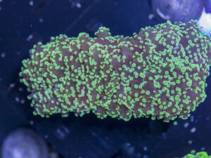 Frogspawn