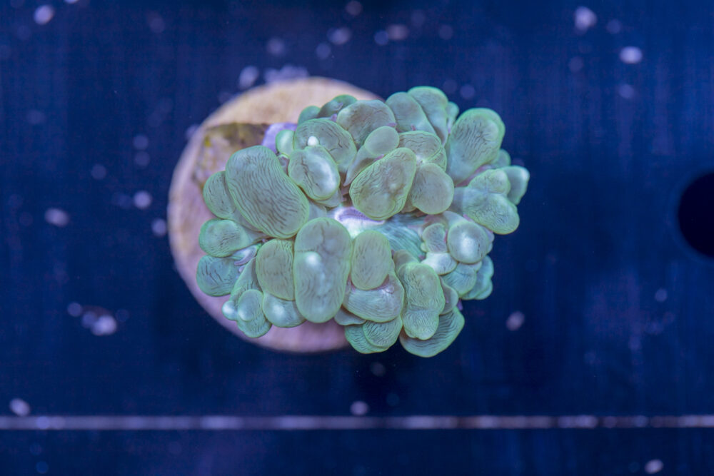 Bubble