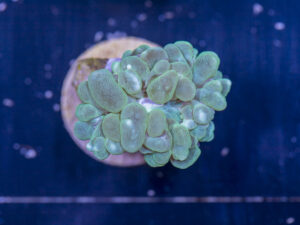 Bubble