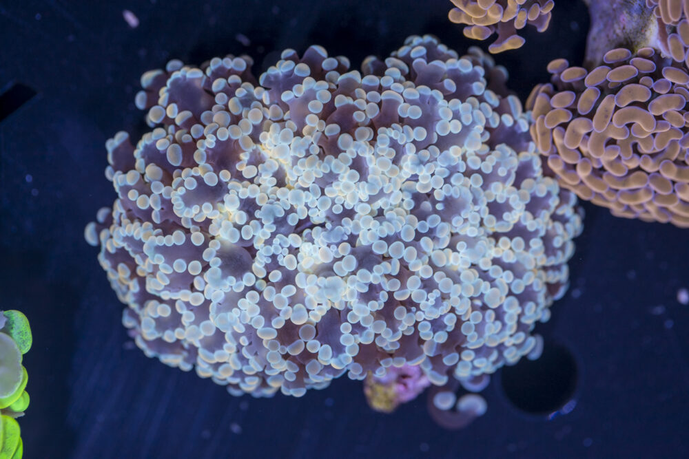Frogspawn