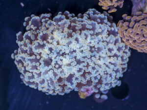 Frogspawn