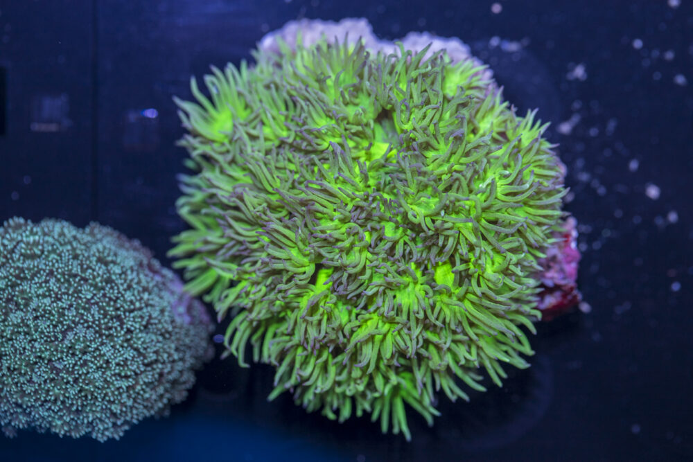 Goniopora - NT Glow