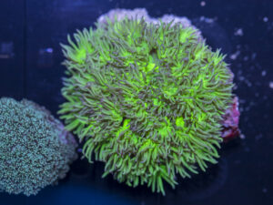 Goniopora - NT Glow