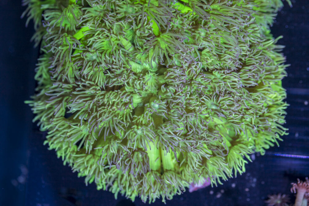 Goniopora - NT Glow
