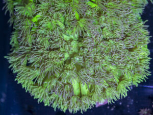 Goniopora - NT Glow
