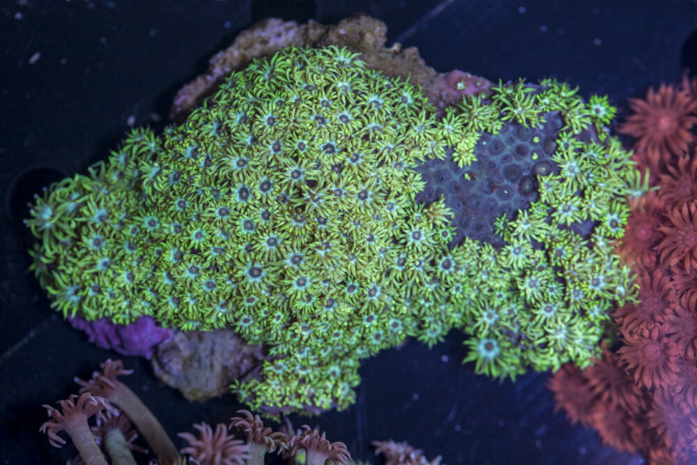 Goniopora