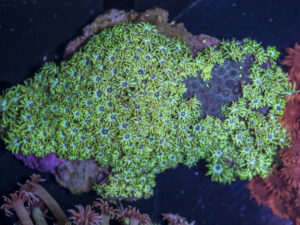 Goniopora