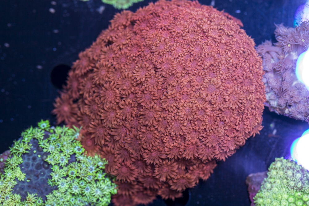 Goniopora