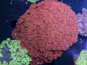 Goniopora