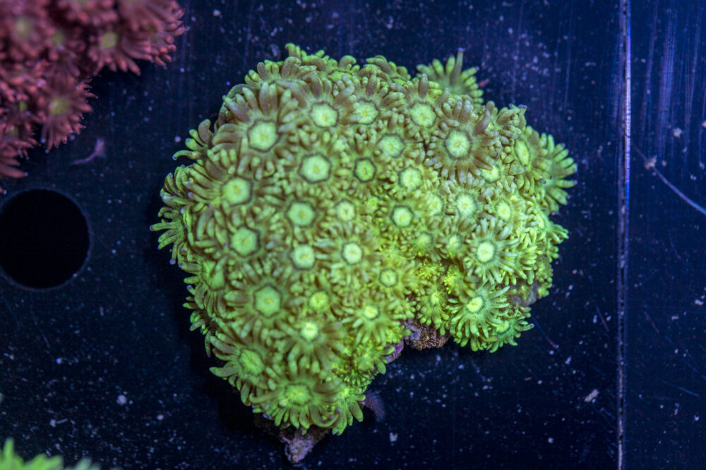 Goniopora