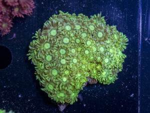 Goniopora