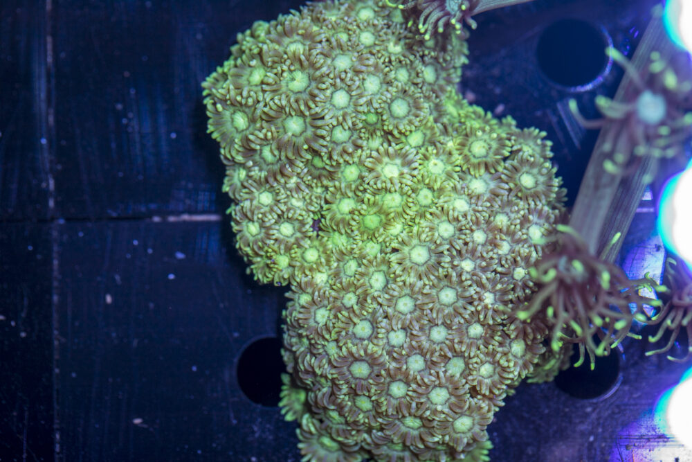 Goniopora