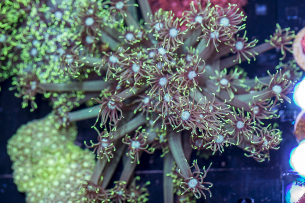 Goniopora