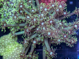 Goniopora
