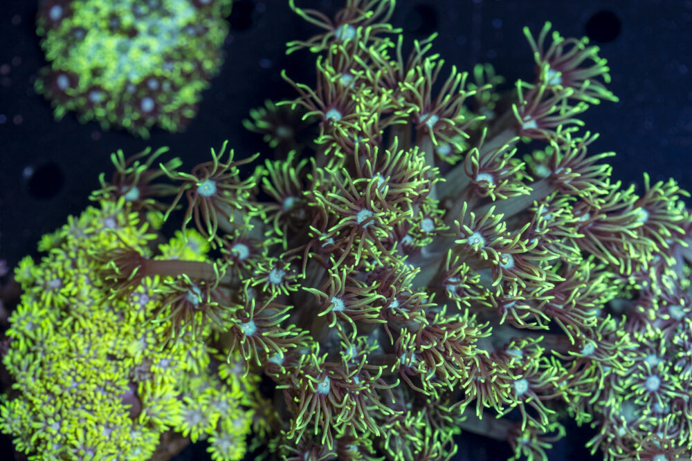 Goniopora