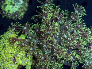 Goniopora