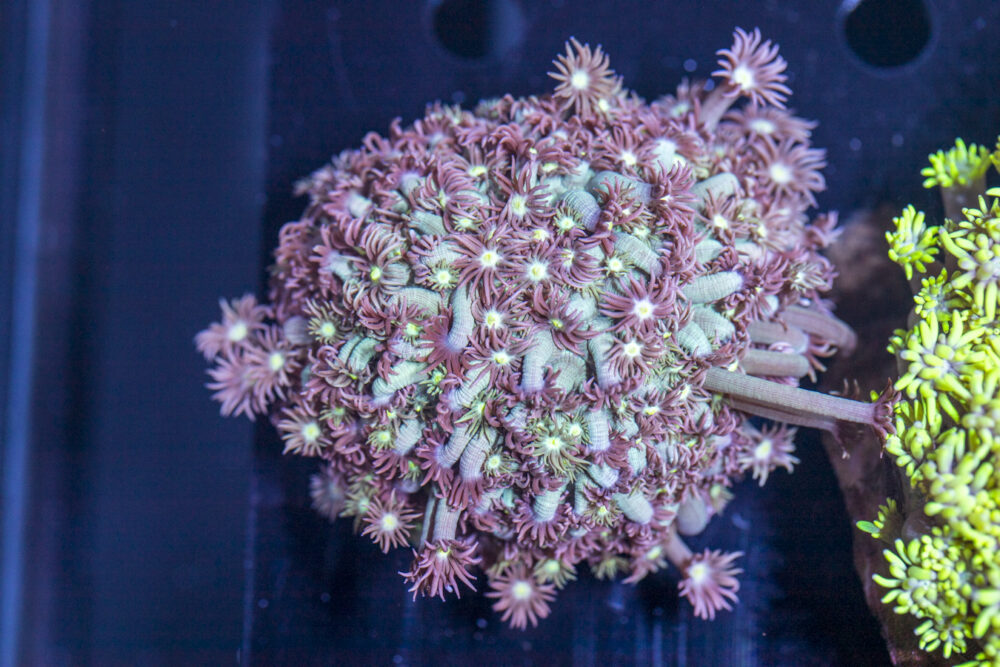 Goniopora