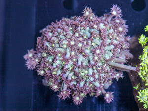 Goniopora