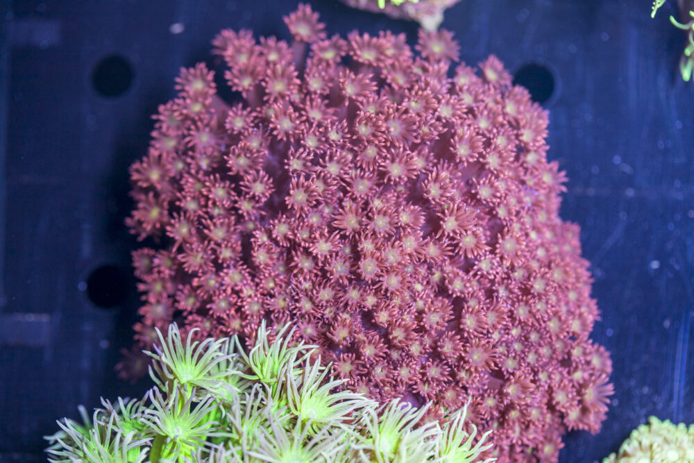 Goniopora