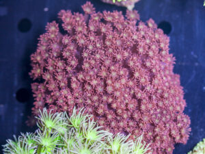 Goniopora