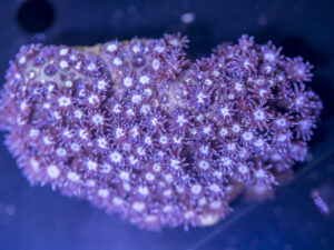Goniopora - Glitter