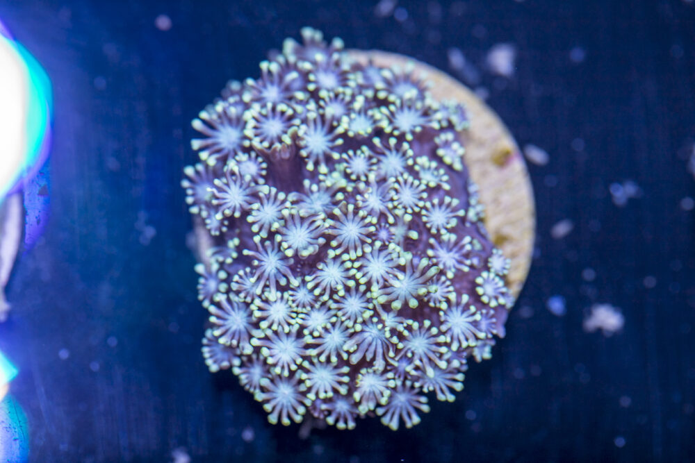 Alveopora