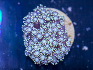 Alveopora