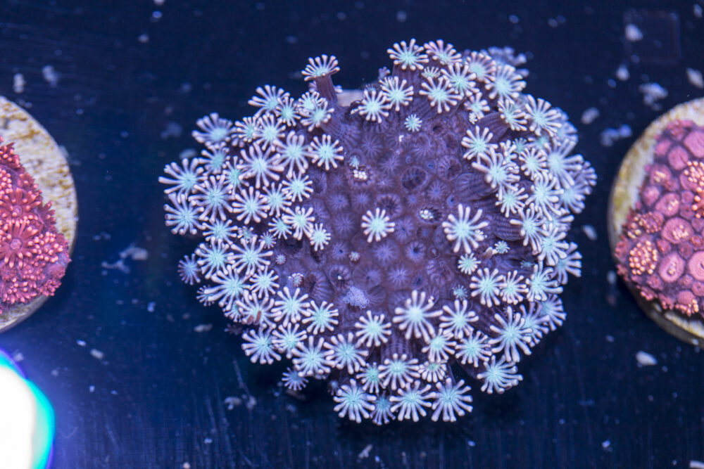 Alveopora