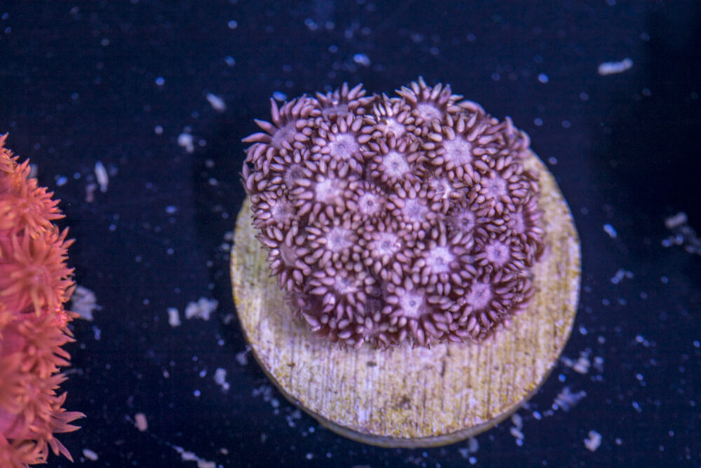 Goniopora
