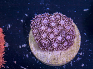 Goniopora