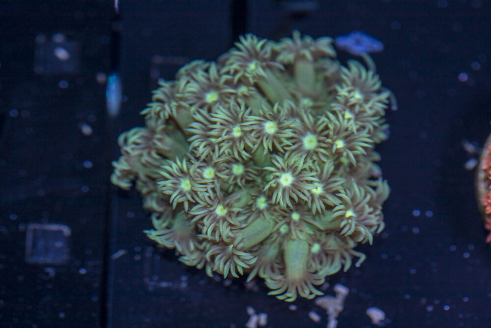 Goniopora