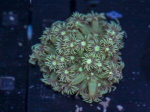 Goniopora