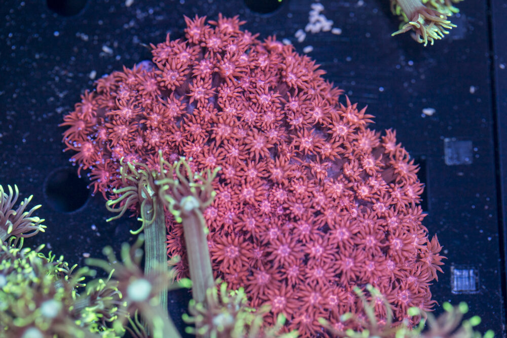 Goniopora
