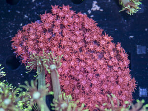 Goniopora