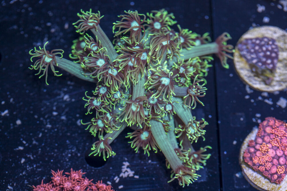 Goniopora